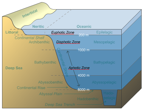 vertical-zonation-of-ocean | Ritu's Biology Hub