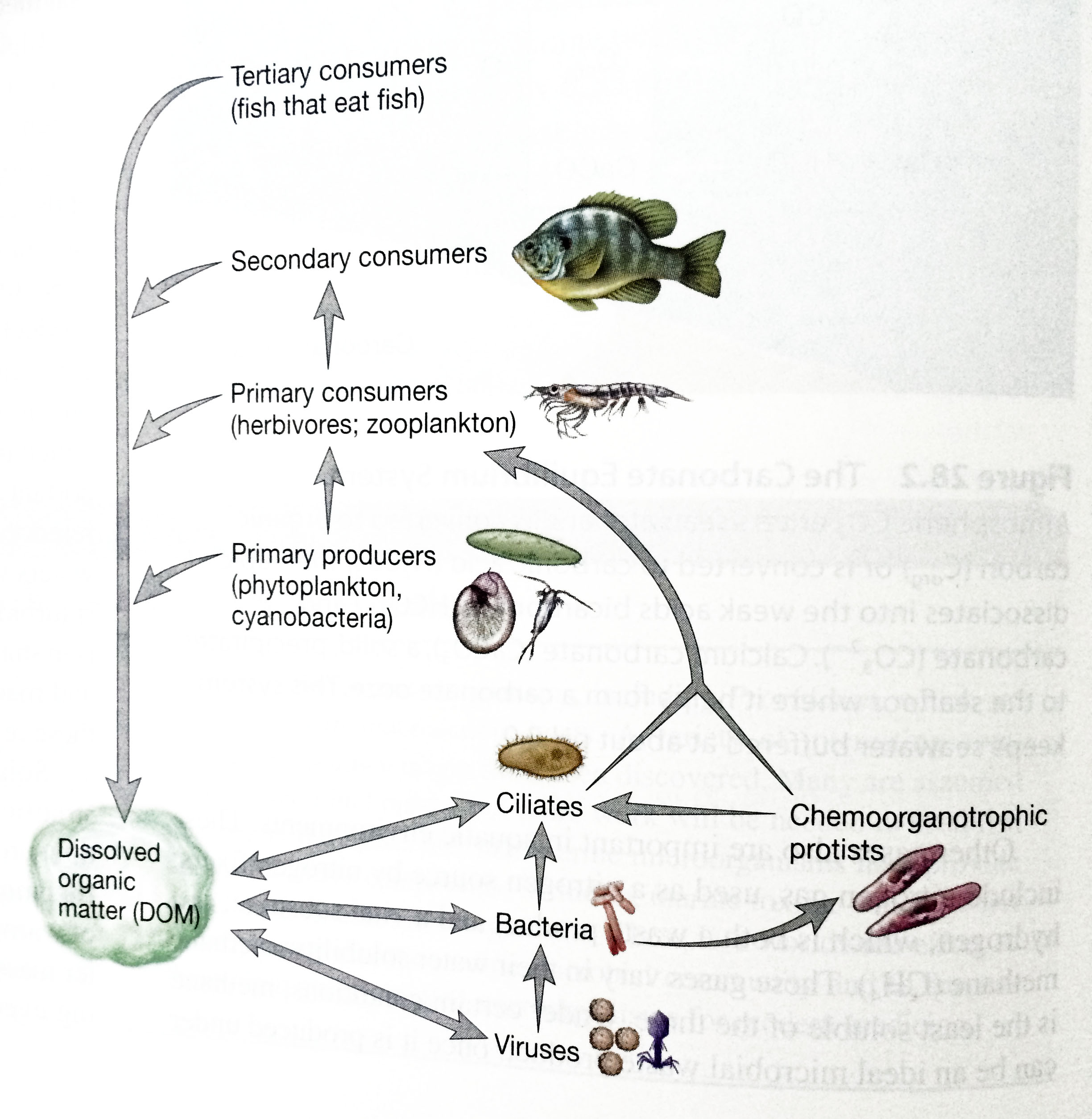 microbial loop experiment