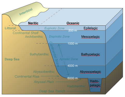 Pelagic – Ritu's Biology Hub